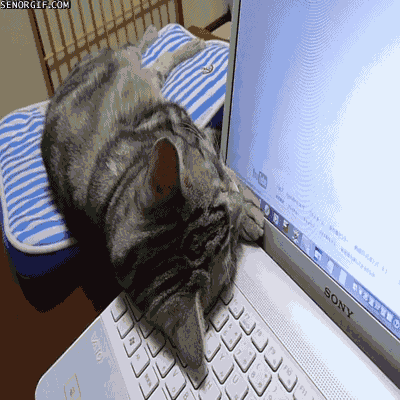 Animated cat avatar